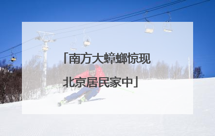南方大蟑螂惊现北京居民家中